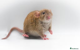 Rat rodents for sale: Fancy Rat Kits Available✨🐀 in Princes Risborough - Image 3