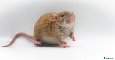 Rat rodents in Princes Risborough - Advert 8