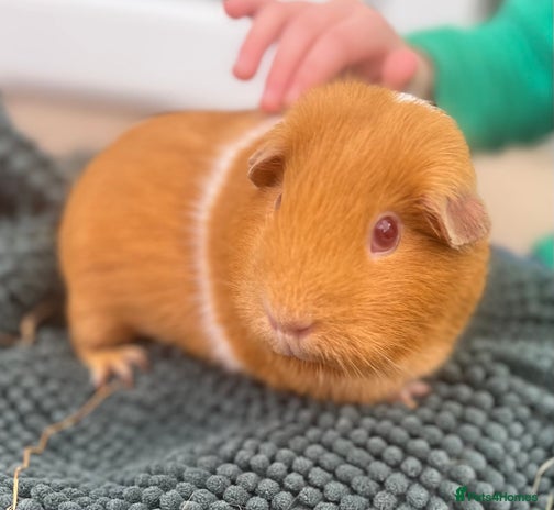 Guinea Pig rodents - Advert 1
