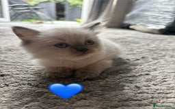 Ragdoll cats for sale: 6 blue point ragdolls for sale 5 boys 1 girl  - Image 13