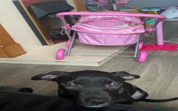 Mixed Breed dogs for sale: Staffy pups - Advert 14