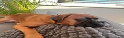 Boxer dogs for sale: Beautiful Boxer Puppies - Advert 3