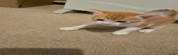 Mixed Breed cats for sale: 1 beautyfull girl looking for forever loving home in Melrose - Advert 4