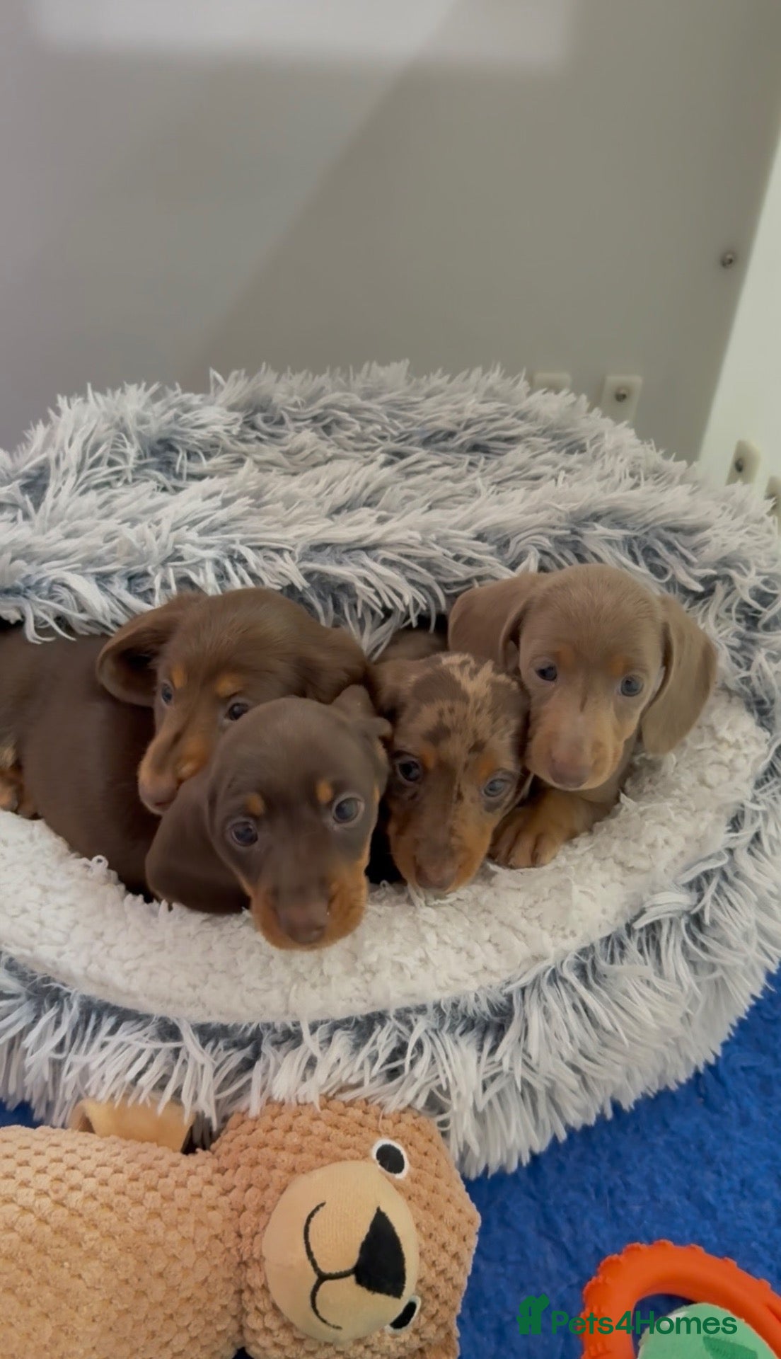 Miniature Dachshund dogs long & short hair miniature dashound puppy’s 4  💕 - Advert 1