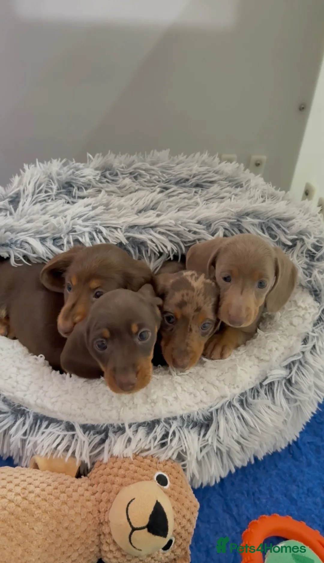 Miniature Dachshund dogs for sale: long & short hair miniature dashound puppy’s 4  💕 - Advert 1