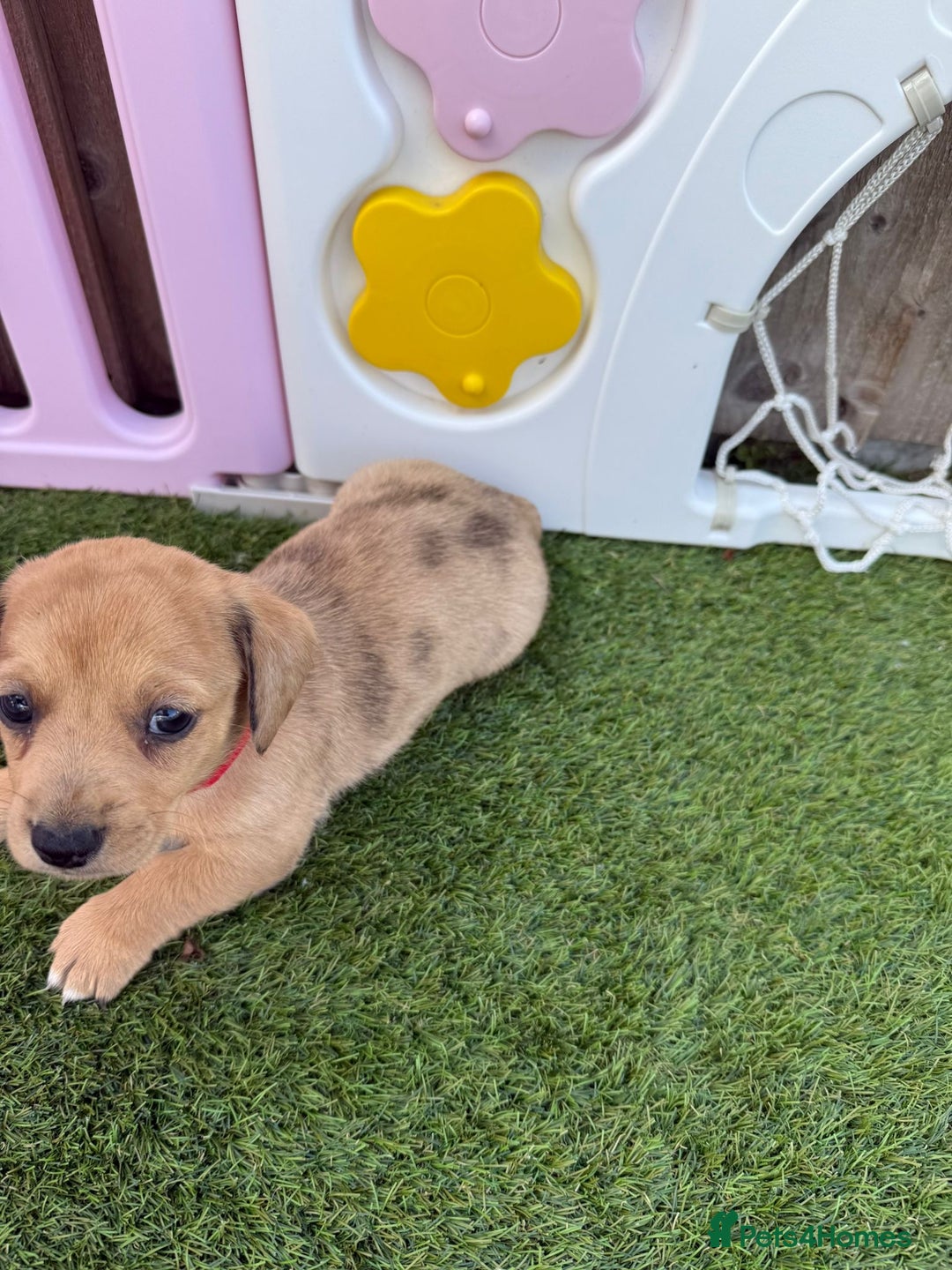 Mixed Breed dogs for sale: 7 beautiful jackshund puppies for sale - Image 9