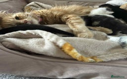Mixed Breed cats for sale: Beautiful kittens looking for their forever homes - Image 8