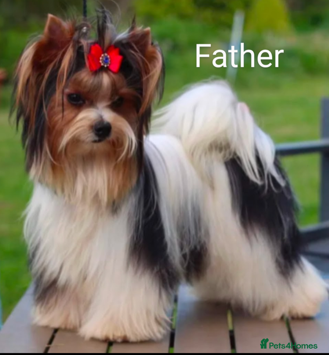 Biewer Terrier dogs for sale: Biewer - Image 3