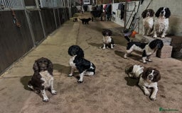 English Springer Spaniel dogs for sale: Springer spaniel puppies for sale  - Image 29