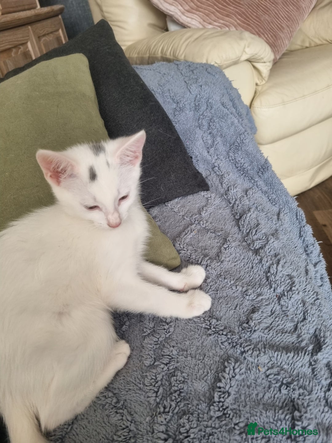 Turkish Angora cats for sale: Female kitten - Image 5
