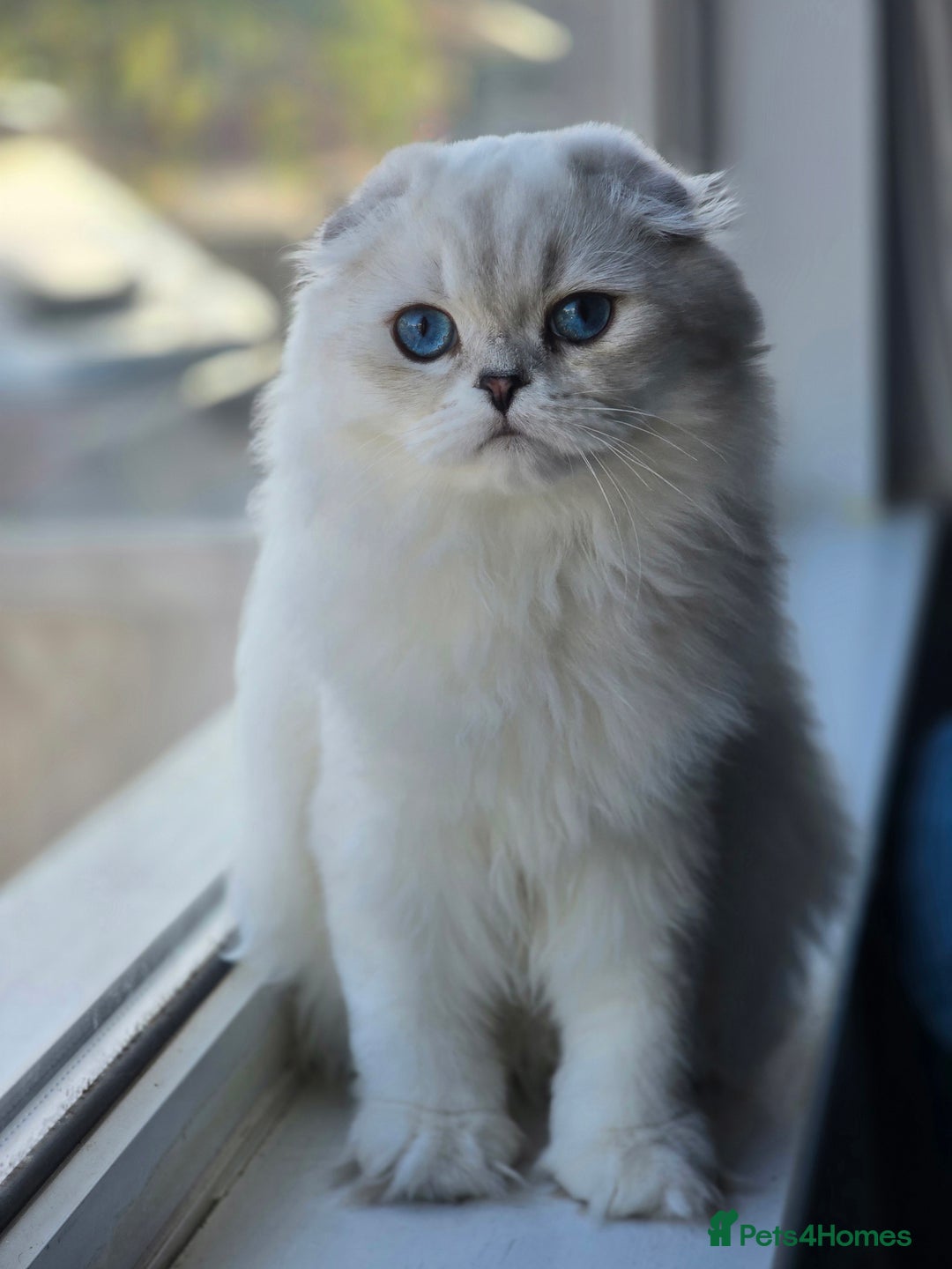 Scottish Fold cats for sale: Scottish Fold Pair - Advert 10