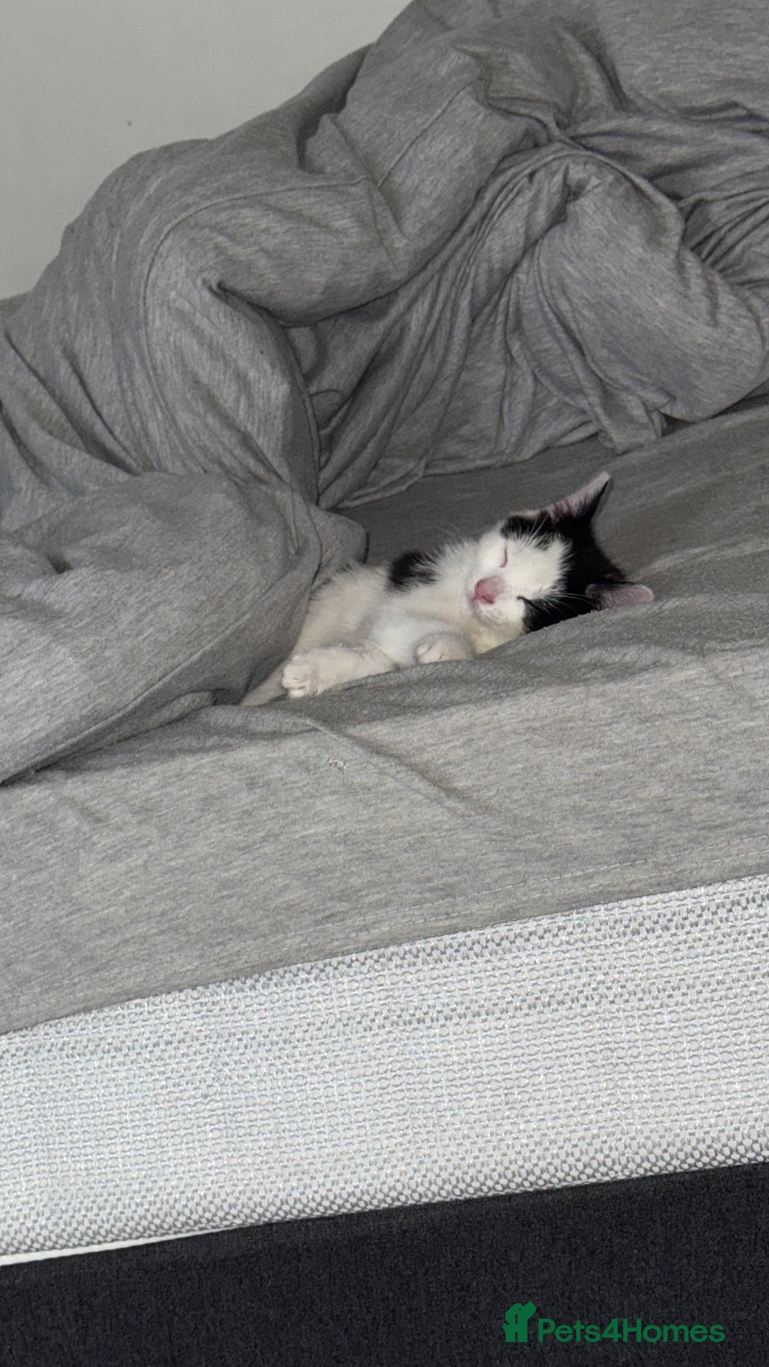 British Shorthair cats for sale: Kittens  - Advert 7