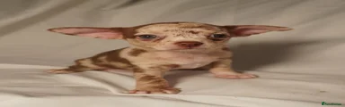 Chihuahua 3
