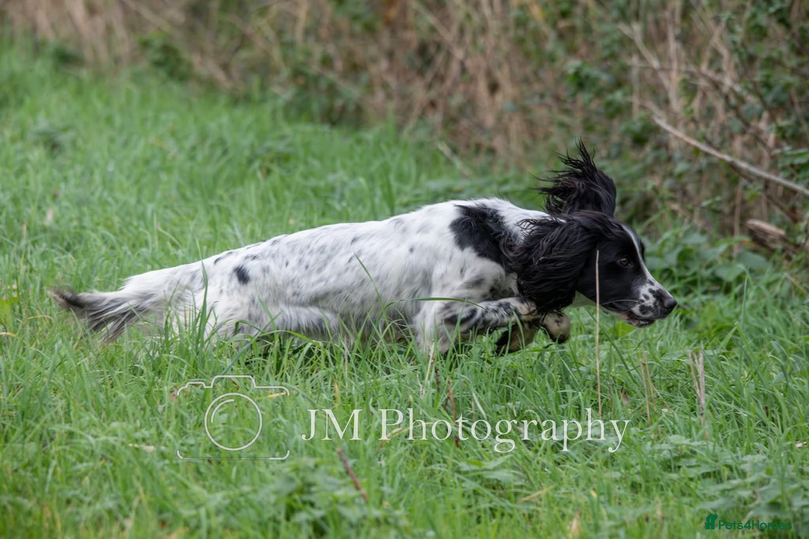 English Springer Spaniel dogs for sale: FTAW Springer Spaniel Puppies - Advert 1