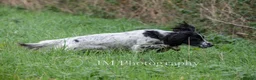 English Springer Spaniel dogs for sale: FTAW Springer Spaniel Puppies - Advert 1