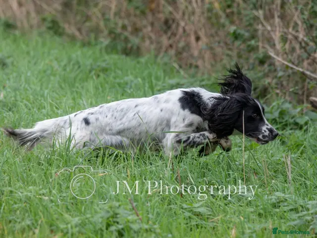 English Springer Spaniel dogs for sale: FTAW Springer Spaniel Puppies - Advert 1