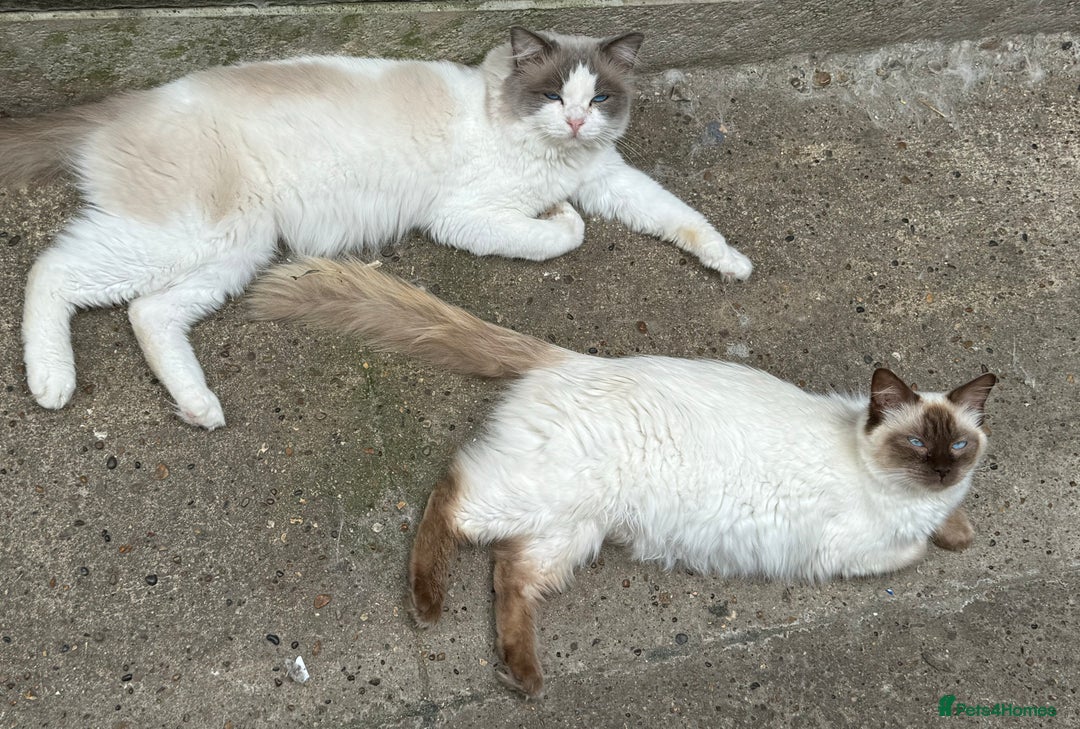 Ragdoll cats for stud: GCCF Blue Bicolour Ragdoll stud - Advert 6