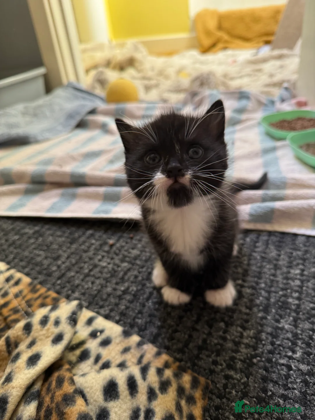 Mixed Breed cats for sale: 2male kittens - Advert 2