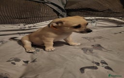 Mixed Breed dogs for sale: Fox terrier x chug puppies - Image 3