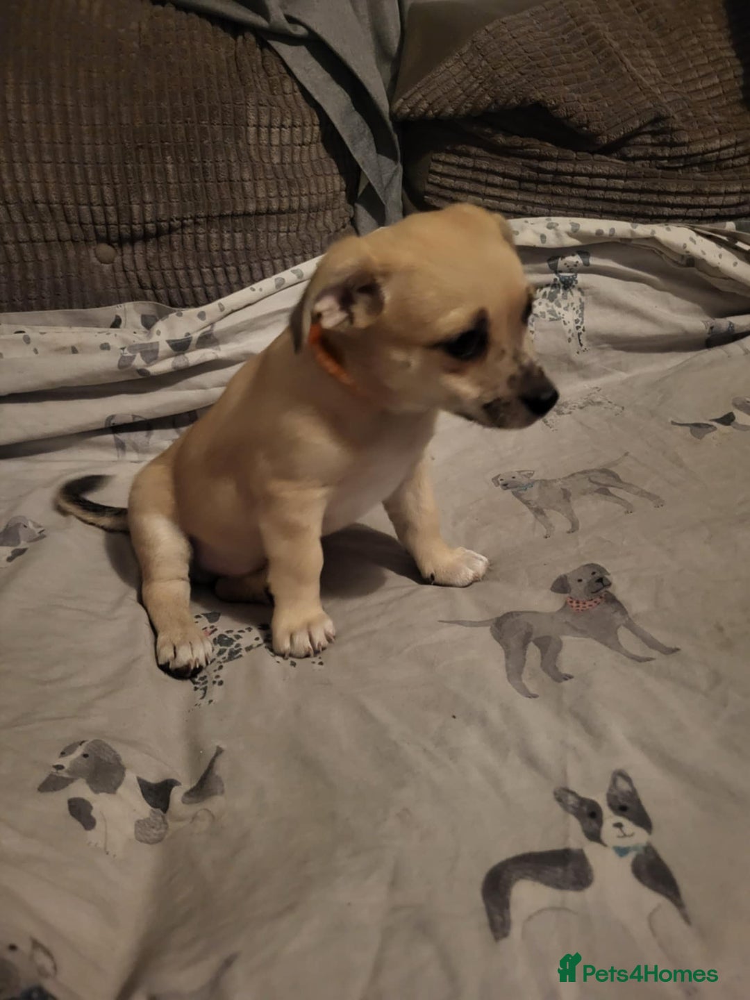 Mixed Breed dogs for sale: Fox terrier x chug puppies - Image 3