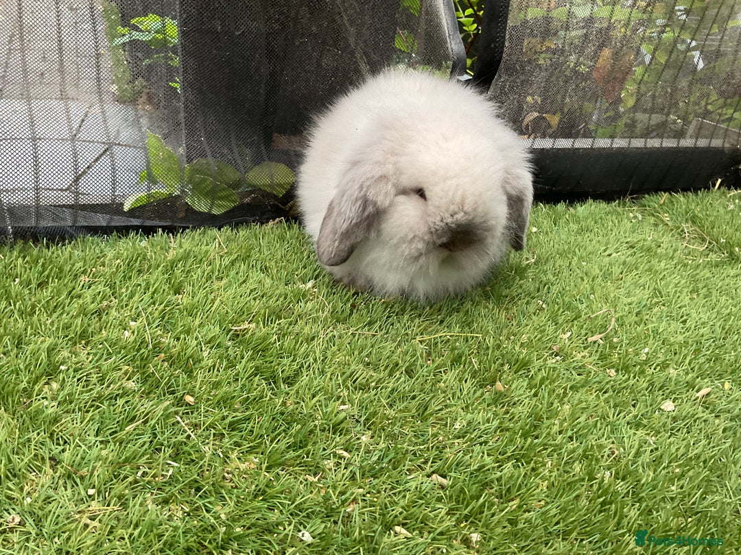 Mini Lop rabbits for sale: Baby mini lops and mini lion lop baby rabbits - Advert 2
