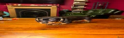 Miniature Dachshund dogs for sale: 3 male Miniature Dachshunds for sale in Bolton - Advert 5