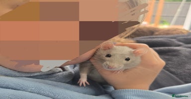 Rat rodents - Advert 4
