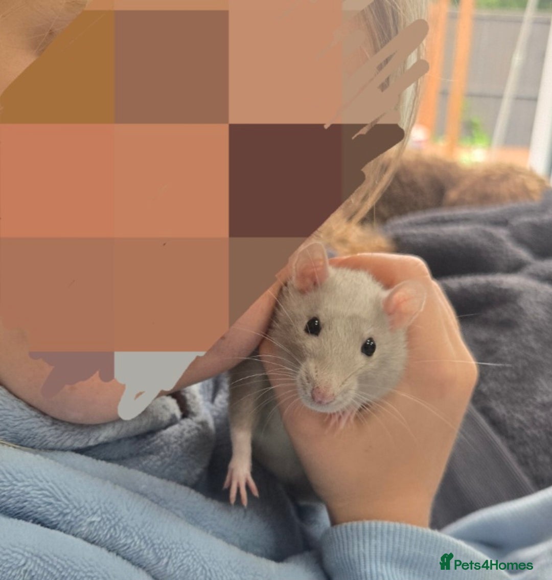 Rat rodents for sale: Baby rats and cage setup (can sell separately) - Image 2