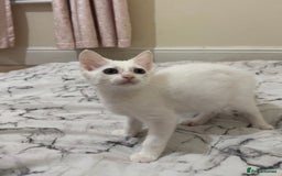 Turkish Van cats for sale: Leyla - Turkish Van Cat - Image 4