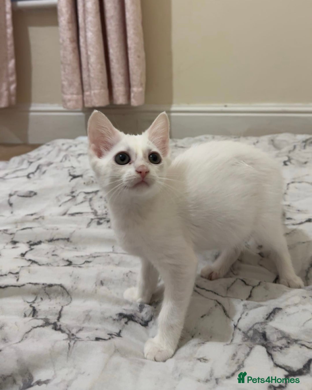 Turkish Van cats for sale: Leyla - Turkish Van Cat - Image 4