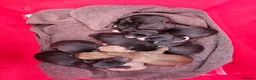 Mixed Breed dogs for sale: Lurcher puppies - Advert 9