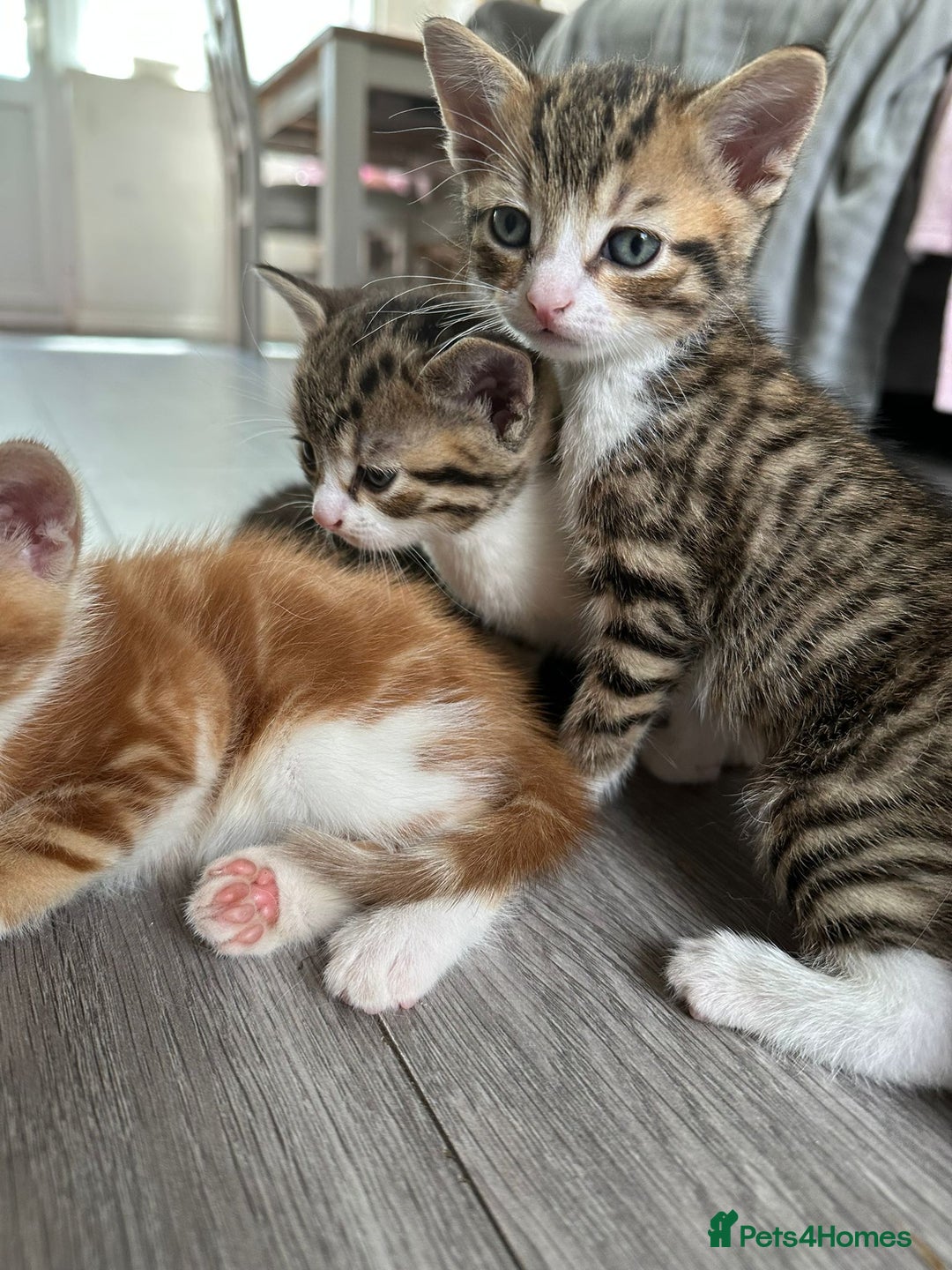Mixed Breed cats for sale: One tabby boy left - Image 4