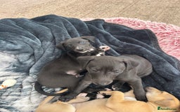 Whippet dogs for sale: 3 Whippets available from 10/09/25 - Image 6
