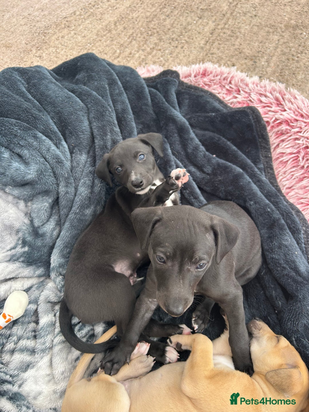 Whippet dogs for sale: 3 Whippets available from 10/09/25 - Image 6
