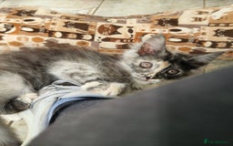 Maine Coon cats for sale: Stunning Maine Coon kittens - Image 29