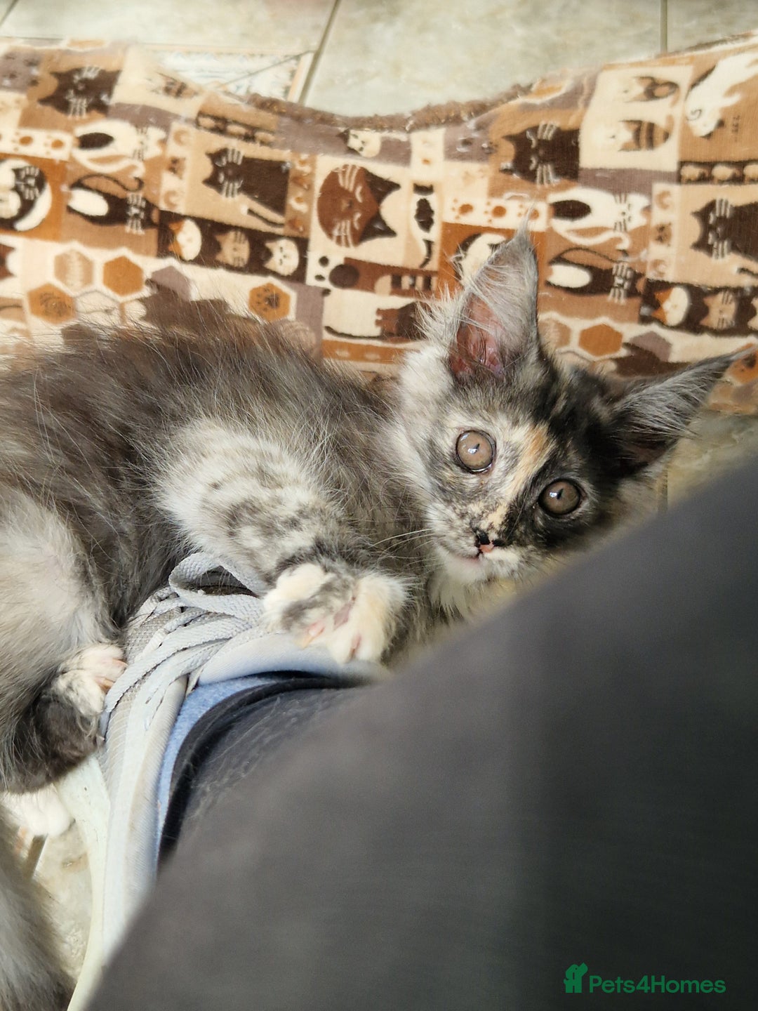 Maine Coon cats for sale: Stunning Maine Coon kittens - Image 29
