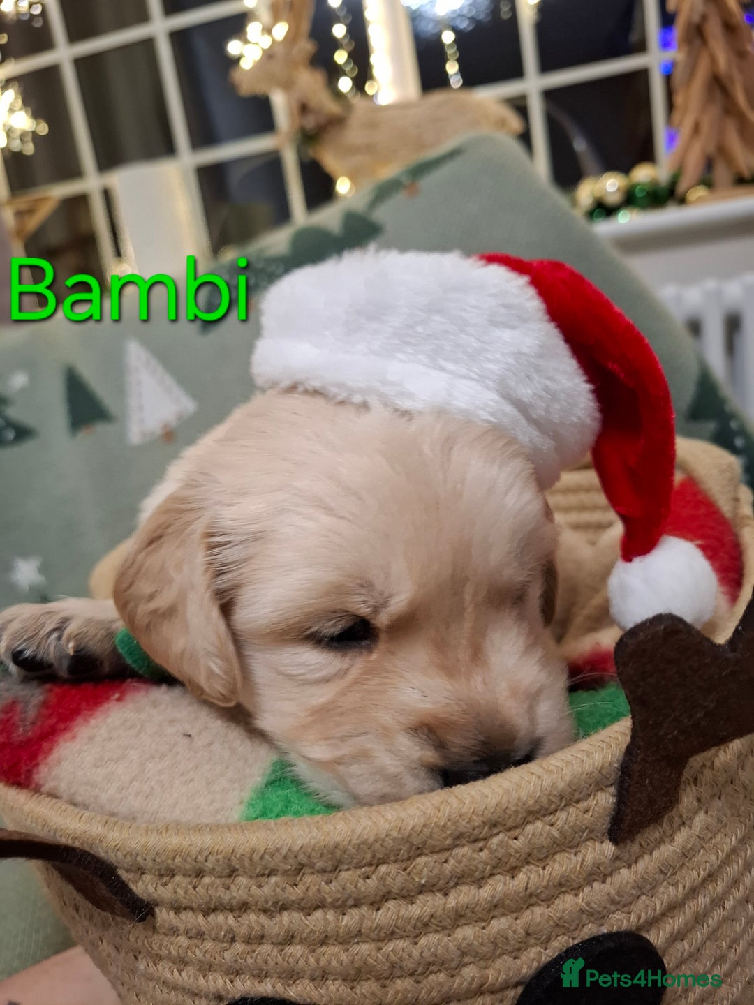 Golden Retriever dogs for sale: KC reg golden retriever puppies - Advert 40