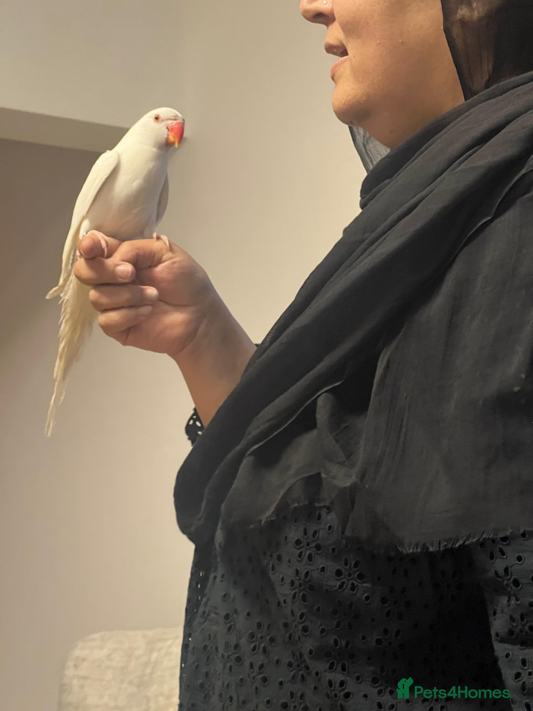 Ringnecks birds for sale: Indian Ringneck Parakeet - Advert 3