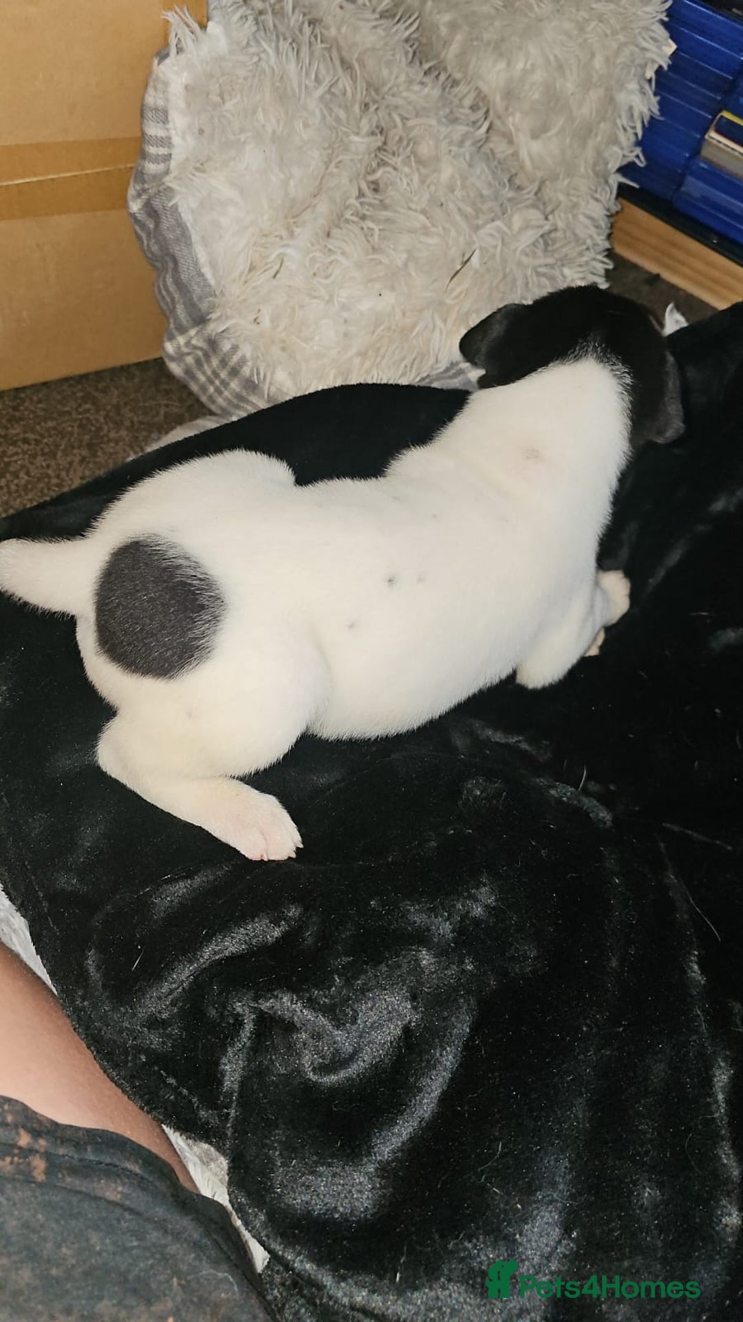 Mixed Breed dogs for sale: American akita x staffy pups for sale  - Image 7
