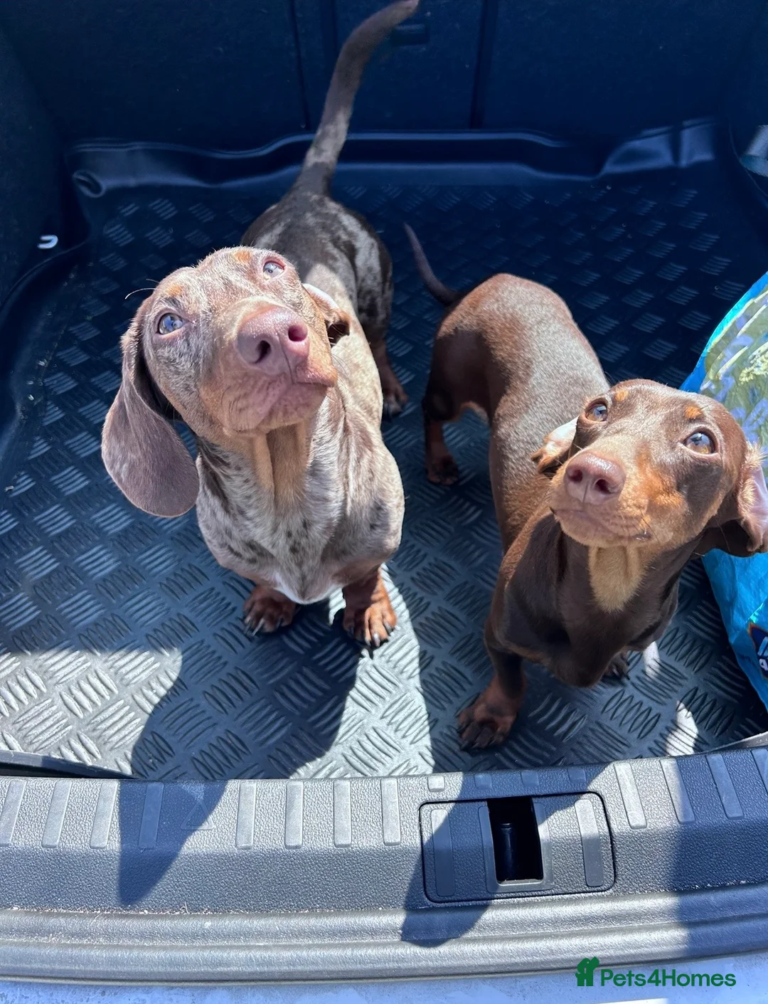 Miniature Dachshund dogs for sale: 🐾 MINI DASCHUND PUPPIES 🐾 - Advert 15