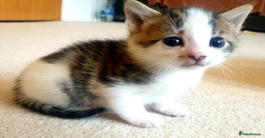 Mixed Breed cats - Advert 6