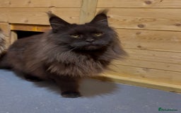 Maine Coon cats for sale: XL maine coon kittens Russia bloodlines Ready Now - Image 6