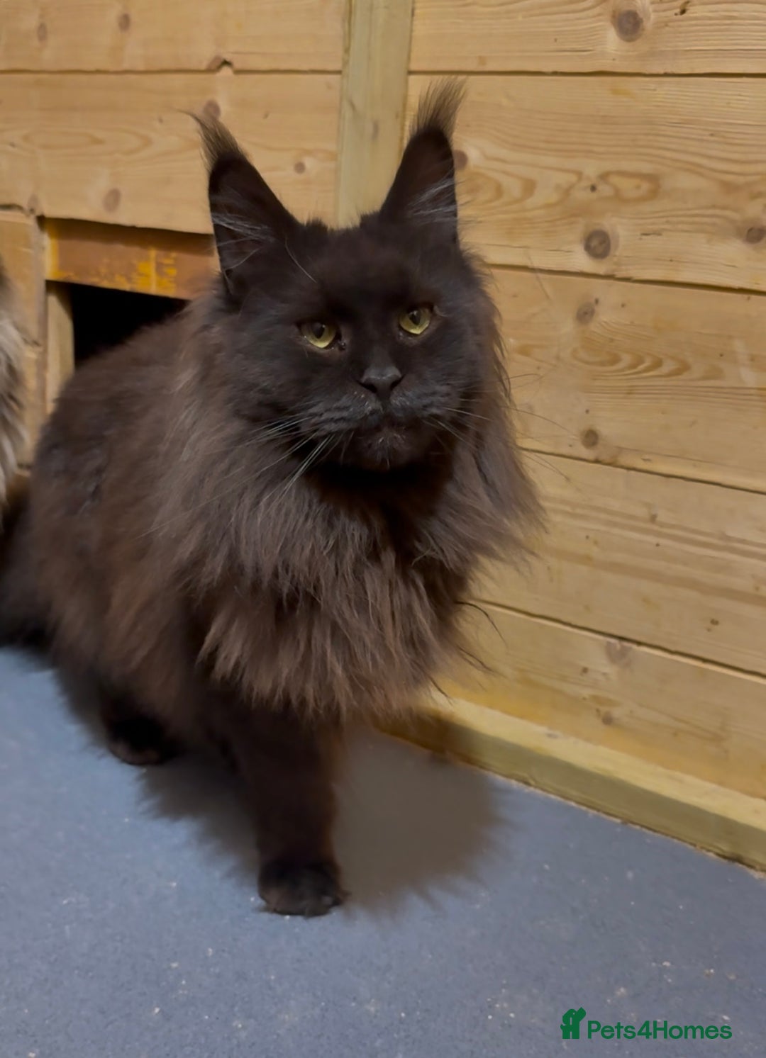 Maine Coon cats for sale: XL maine coon kittens Russia bloodlines Ready Now - Image 6