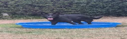 German Shepherd dogs for sale: Black female German shepherd  - Advert 4