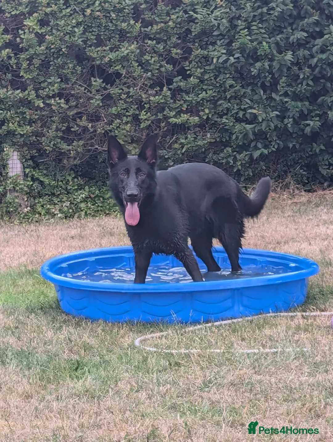 German Shepherd dogs for sale: Black female German shepherd  - Advert 4