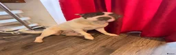 Mixed Breed dogs for sale: 2 lovely dogs for sale 10months Old  - Advert 3