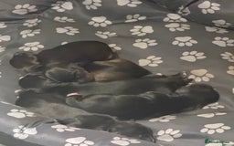 Mixed Breed dogs for sale: Doxiepoos adorable  - Image 8