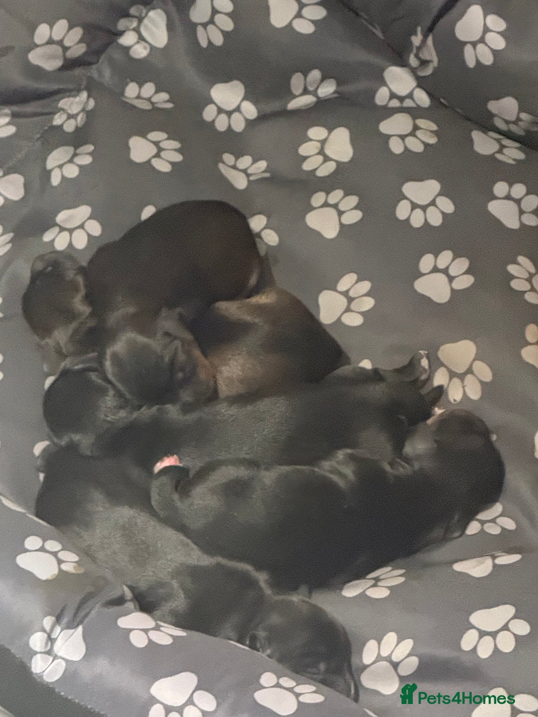 Mixed Breed dogs for sale: Doxiepoos adorable  - Image 8