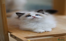 Ragdoll cats for sale: GCCF Sweet Ragdoll girl champion line - Image 8