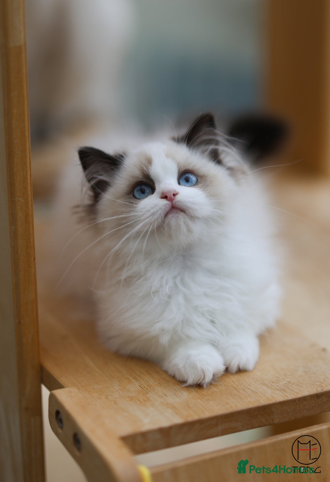 Ragdoll cats for sale: GCCF Sweet Ragdoll girl champion line - Image 8